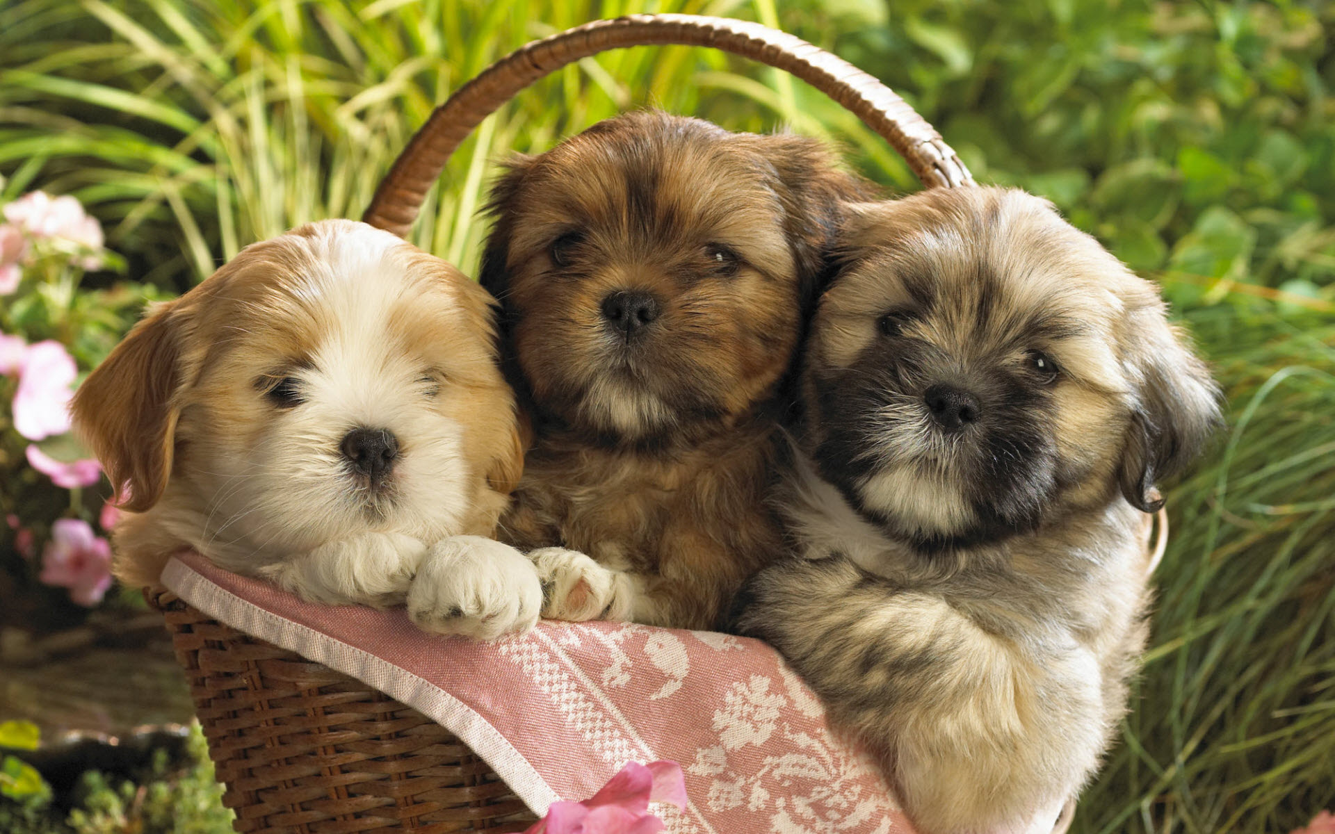 cute puppies