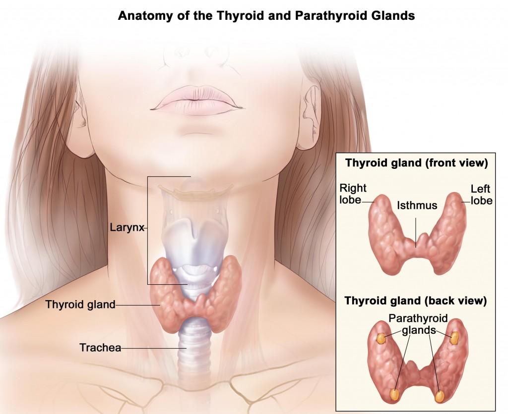 Anatomy of thyroid gland
