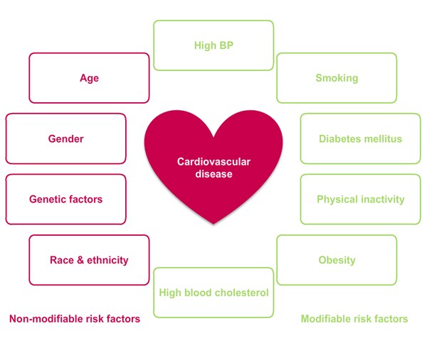 The must know facts about Heart Disease in Women – Ayoti Technologies